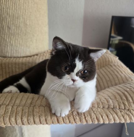 BKH Britischkurzhaar Mädchen mit Stammbaum