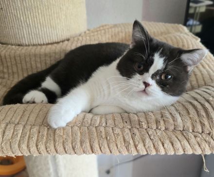 BKH Britischkurzhaar Mädchen mit Stammbaum