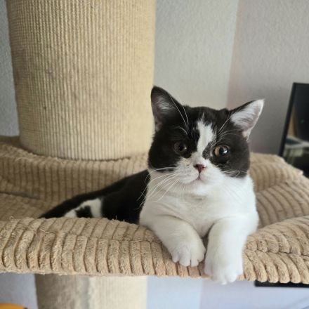 BKH Britischkurzhaar Mädchen mit Stammbaum