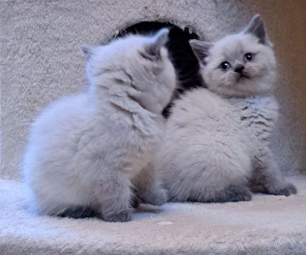 BKH Britisch Kurzhaar Kitten
