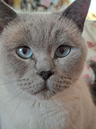 BKH Britisch Kurzhaar Kitten