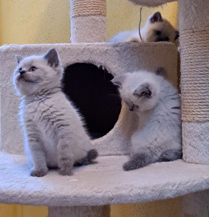 BKH Britisch Kurzhaar Kitten