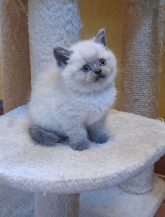 BKH Britisch Kurzhaar Kitten