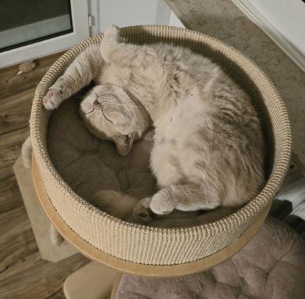 🐾 BKH Britisch Kurzhaar Schönheit auf der Suche 🐾