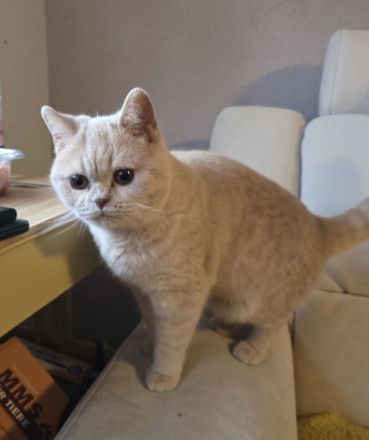 🐾 BKH Britisch Kurzhaar Schönheit auf der Suche 🐾