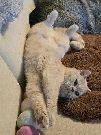 🐾 BKH Britisch Kurzhaar Schönheit auf der Suche 🐾