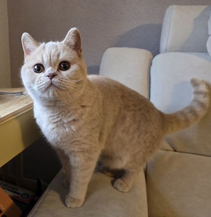 🐾 BKH Britisch Kurzhaar Schönheit auf der Suche 🐾