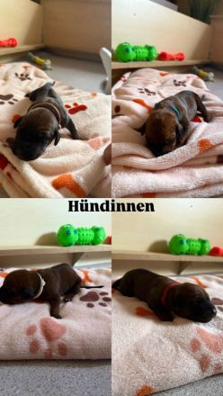 Rhodesian Ridgeback Welpen abzugeben