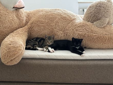 Liebevolle und verspielte Kater abzugeben