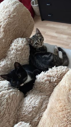 Liebevolle und verspielte Kater abzugeben