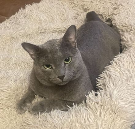 Noch freie Termine bei unserem Russisch Blau Deckkater für gesunde rollige Katzenmädchen