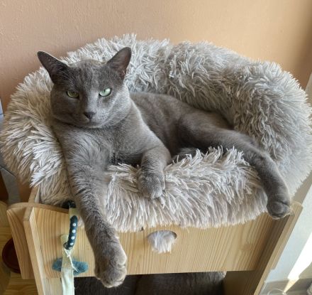 Noch freie Termine bei unserem Russisch Blau Deckkater für gesunde rollige Katzenmädchen