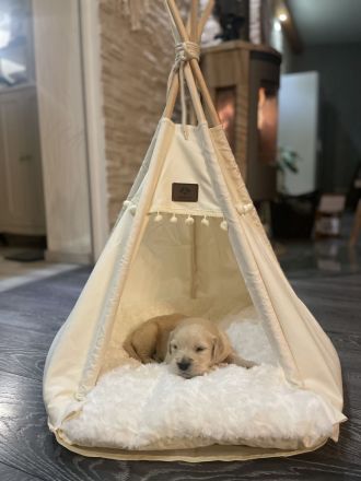 Reinrassige Golden Retriever-Welpen