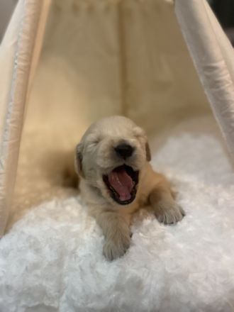 Reinrassige Golden Retriever-Welpen