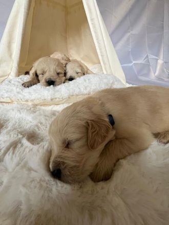 Reinrassige Golden Retriever-Welpen