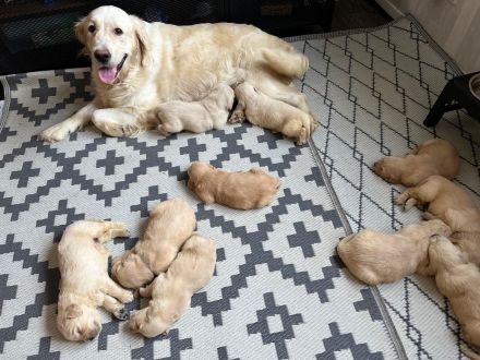 Reinrassige Golden Retriever-Welpen