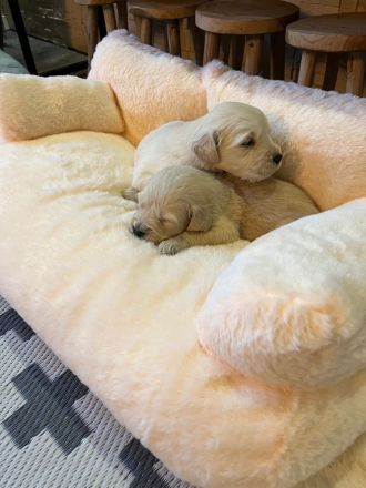 Reinrassige Golden Retriever-Welpen