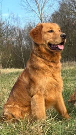 Reinrassige Golden Retriever-Welpen