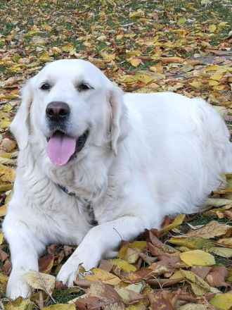 Reinrassige Golden Retriever-Welpen