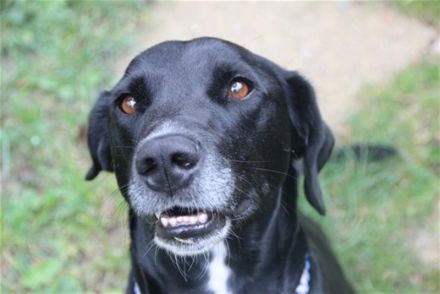 Justus, Labradormix, geb. 2021, freundlicher ruhiger Begleiter