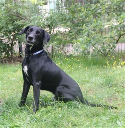 Justus, Labradormix, geb. 2021, freundlicher ruhiger Begleiter