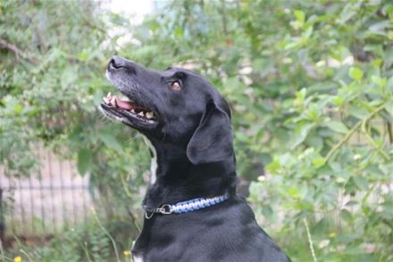 Justus, Labradormix, geb. 2021, freundlicher ruhiger Begleiter