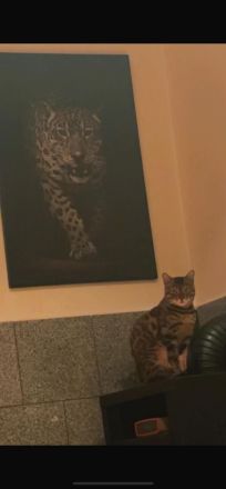 Wunderschöne Café Bengal Katze - Sucht liebevolles Zuhause