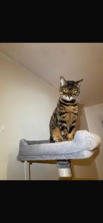 Wunderschöne Café Bengal Katze - Sucht liebevolles Zuhause