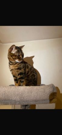 Wunderschöne Café Bengal Katze - Sucht liebevolles Zuhause