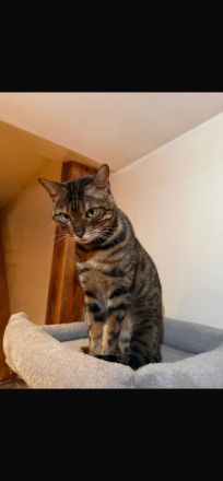 Wunderschöne Café Bengal Katze - Sucht liebevolles Zuhause