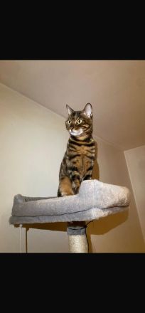 Wunderschöne Café Bengal Katze - Sucht liebevolles Zuhause