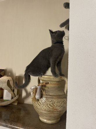 Kitten mit Stammbaum - Russisch Blau aus Sachsen - nur noch ein Kater