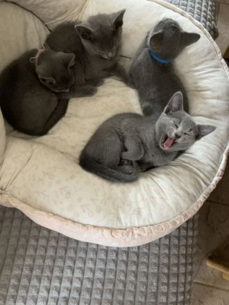 Kitten mit Stammbaum - Russisch Blau aus Sachsen - nur noch ein Kater