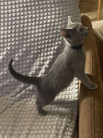 Kitten mit Stammbaum - Russisch Blau aus Sachsen - nur noch ein Kater