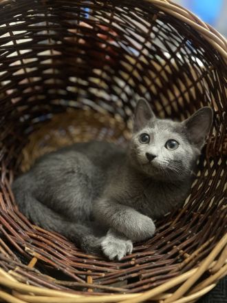 Kitten mit Stammbaum - Russisch Blau aus Sachsen - nur noch ein Kater
