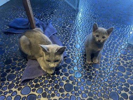 Kitten mit Stammbaum - Russisch Blau aus Sachsen - nur noch ein Kater