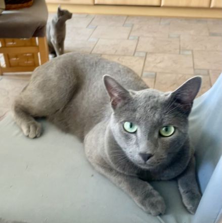 Kitten mit Stammbaum - Russisch Blau aus Sachsen - nur noch ein Kater