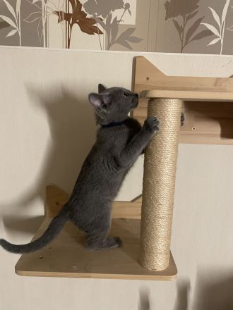 Kitten mit Stammbaum - Russisch Blau aus Sachsen - nur noch ein Kater