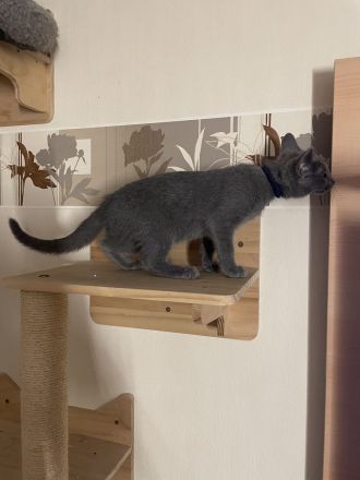 Kitten mit Stammbaum - Russisch Blau aus Sachsen - nur noch ein Kater
