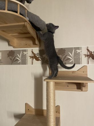 Kitten mit Stammbaum - Russisch Blau aus Sachsen - nur noch ein Kater