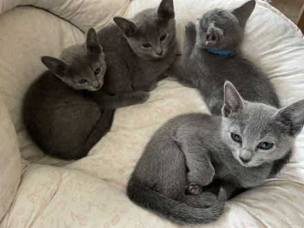 Kitten mit Stammbaum - Russisch Blau aus Sachsen - nur noch ein Kater