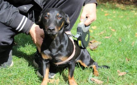 Hubertus: Clever und verschmust, bereit zur Adoption