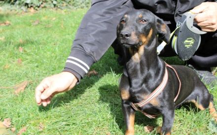 Hubertus: Clever und verschmust, bereit zur Adoption