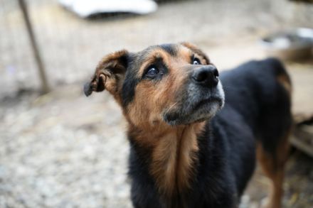 Oldie SAMY sucht ruhiges Plätzchen