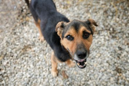 Oldie SAMY sucht ruhiges Plätzchen