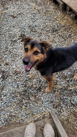 Oldie SAMY sucht ruhiges Plätzchen