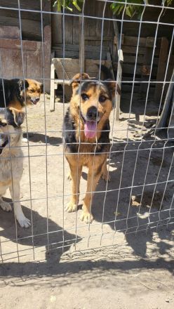 Oldie SAMY sucht ruhiges Plätzchen