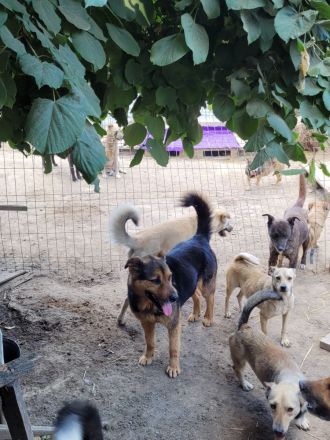 Oldie SAMY sucht ruhiges Plätzchen