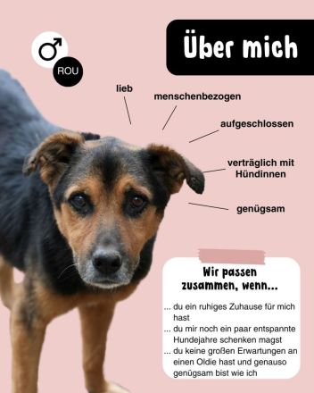 Oldie SAMY sucht ruhiges Plätzchen