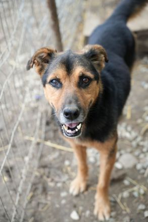 Oldie SAMY sucht ruhiges Plätzchen